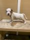 American Pit Bull Terrier Puppies for sale in 1018 High Meadow Dr, Garland, TX 75040, USA. price: NA