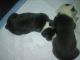 American Pit Bull Terrier Puppies for sale in Watauga, TX 76137, USA. price: NA