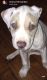 American Pit Bull Terrier Puppies for sale in Waterbury, CT 06704, USA. price: $500