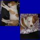 American Pit Bull Terrier Puppies for sale in Raeford, NC 28376, USA. price: NA