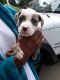American Pit Bull Terrier Puppies for sale in Port Vue, PA, USA. price: NA