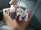 American Pit Bull Terrier Puppies for sale in Ambridge, PA 15003, USA. price: NA