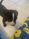 American Pit Bull Terrier Puppies for sale in Lehigh Acres, FL, USA. price: $500