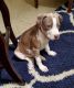American Pit Bull Terrier Puppies for sale in New York, NY 10029, USA. price: NA