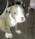 American Pit Bull Terrier Puppies for sale in Picayune, MS 39466, USA. price: NA