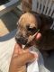 American Pit Bull Terrier Puppies for sale in Natchitoches, LA, USA. price: NA