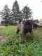 American Pit Bull Terrier Puppies for sale in Bagley, MN 56621, USA. price: $300