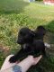 American Pit Bull Terrier Puppies for sale in Winchester, KY 40391, USA. price: NA