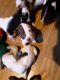 American Pit Bull Terrier Puppies for sale in Greenville, NC, USA. price: $60