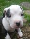 American Pit Bull Terrier Puppies for sale in Silver Lake, WA 98645, USA. price: NA