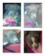 American Pit Bull Terrier Puppies for sale in 2636 Virginia Rd, Los Angeles, CA 90016, USA. price: NA