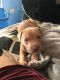 American Pit Bull Terrier Puppies for sale in Oakland, CA, USA. price: NA