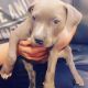 American Pit Bull Terrier Puppies for sale in Fresno, CA, USA. price: $300