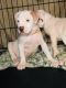 American Pit Bull Terrier Puppies for sale in Victorville, CA, USA. price: NA