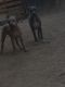 American Pit Bull Terrier Puppies for sale in 2821 E Waltann Ln, Phoenix, AZ 85032, USA. price: $350