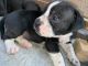 American Pit Bull Terrier Puppies for sale in Santa Ana, CA 92704, USA. price: NA