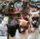 American Pit Bull Terrier Puppies for sale in East Orange, NJ 07017, USA. price: $275