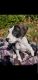 American Pit Bull Terrier Puppies for sale in Lincoln, CA, USA. price: NA