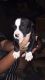 American Pit Bull Terrier Puppies for sale in 134 Winding Way Rd, Marble Falls, TX 78654, USA. price: NA