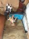American Pit Bull Terrier Puppies for sale in 607 N Eddy St, South Bend, IN 46617, USA. price: NA