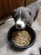 American Pit Bull Terrier Puppies for sale in Elkton, MD 21921, USA. price: $500