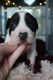 American Pit Bull Terrier Puppies for sale in Mancelona, MI 49659, USA. price: $500