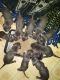 American Pit Bull Terrier Puppies for sale in Warren, MI, USA. price: NA