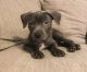 American Pit Bull Terrier Puppies for sale in Bay City, TX 77414, USA. price: NA