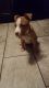 American Pit Bull Terrier Puppies for sale in Buchanan, MI 49107, USA. price: NA