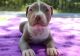 American Pit Bull Terrier Puppies for sale in Summertown, TN 38483, USA. price: NA