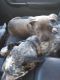 American Pit Bull Terrier Puppies for sale in Lafayette, IN, USA. price: NA