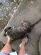 American Pit Bull Terrier Puppies for sale in Flint, MI, USA. price: $100