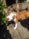 American Pit Bull Terrier Puppies for sale in Eureka, CA, USA. price: NA