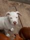 American Pit Bull Terrier Puppies for sale in Fayetteville, NC, USA. price: $700