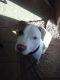 American Pit Bull Terrier Puppies for sale in Willingboro, NJ 08046, USA. price: NA