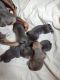 American Pit Bull Terrier Puppies for sale in Warren, MI 48089, USA. price: NA