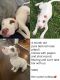 American Pit Bull Terrier Puppies for sale in Solvay, NY 13209, USA. price: $500