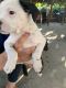 American Pit Bull Terrier Puppies for sale in Santa Ana, CA, USA. price: NA