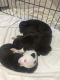 American Pit Bull Terrier Puppies for sale in Spring Hill, FL, USA. price: NA