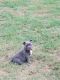 American Pit Bull Terrier Puppies for sale in Kilgore, TX 75662, USA. price: NA