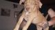 American Pit Bull Terrier Puppies for sale in Vineland, NJ, USA. price: $500