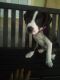 American Pit Bull Terrier Puppies for sale in Little River, SC 29566, USA. price: $400