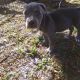 American Pit Bull Terrier Puppies for sale in Deltona, FL, USA. price: $200