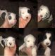 American Pit Bull Terrier Puppies for sale in Glen Burnie, MD, USA. price: $500