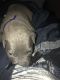 American Pit Bull Terrier Puppies for sale in Phoenix, AZ 85035, USA. price: NA