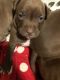 American Pit Bull Terrier Puppies for sale in 367 S Liberty St, Elgin, IL 60120, USA. price: $350