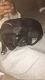 American Pit Bull Terrier Puppies for sale in Hampton, VA, USA. price: $500