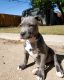 American Pit Bull Terrier Puppies for sale in Englewood, CO, USA. price: NA