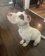 American Pit Bull Terrier Puppies for sale in Solvay, NY 13209, USA. price: NA