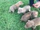 American Pit Bull Terrier Puppies for sale in Sugar Creek, Sugar Land, TX, USA. price: NA
